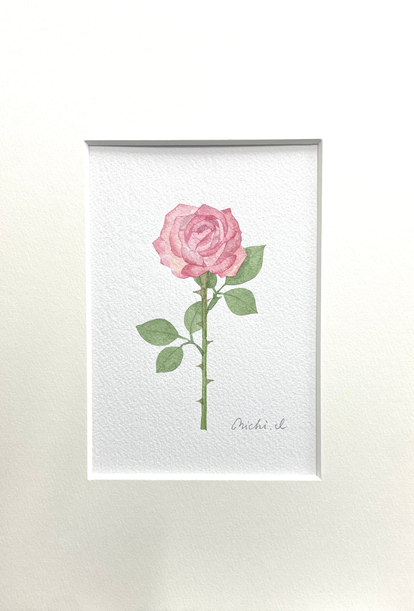 Rose 01