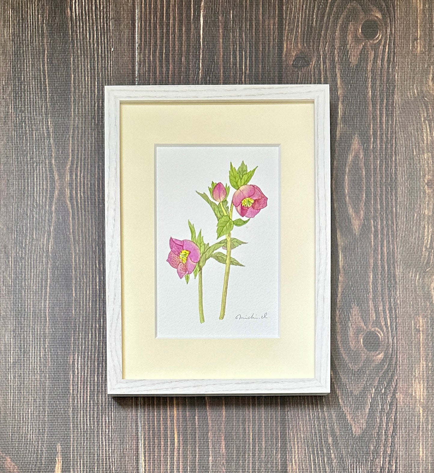 Christmas rose 01