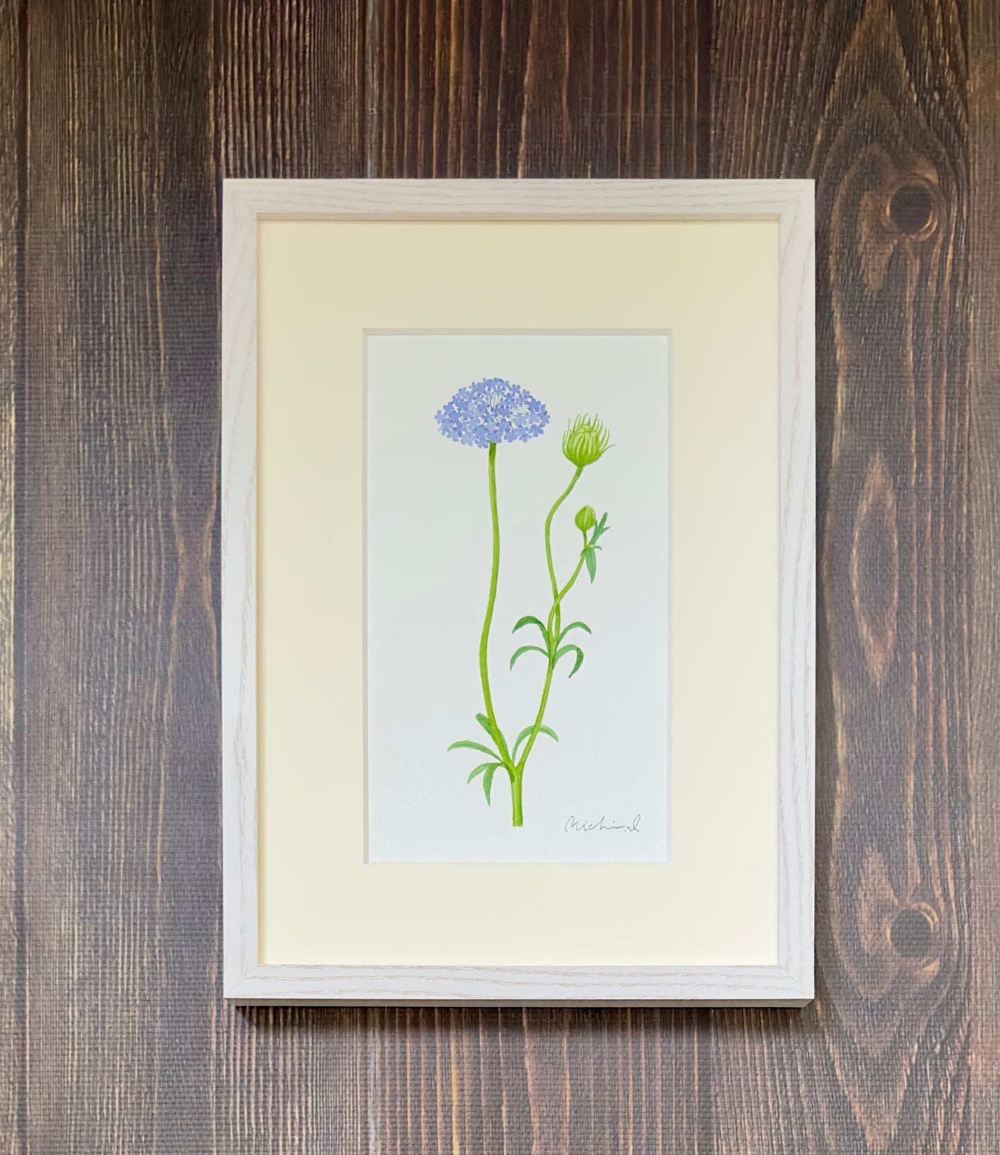 Bluelace flower 01