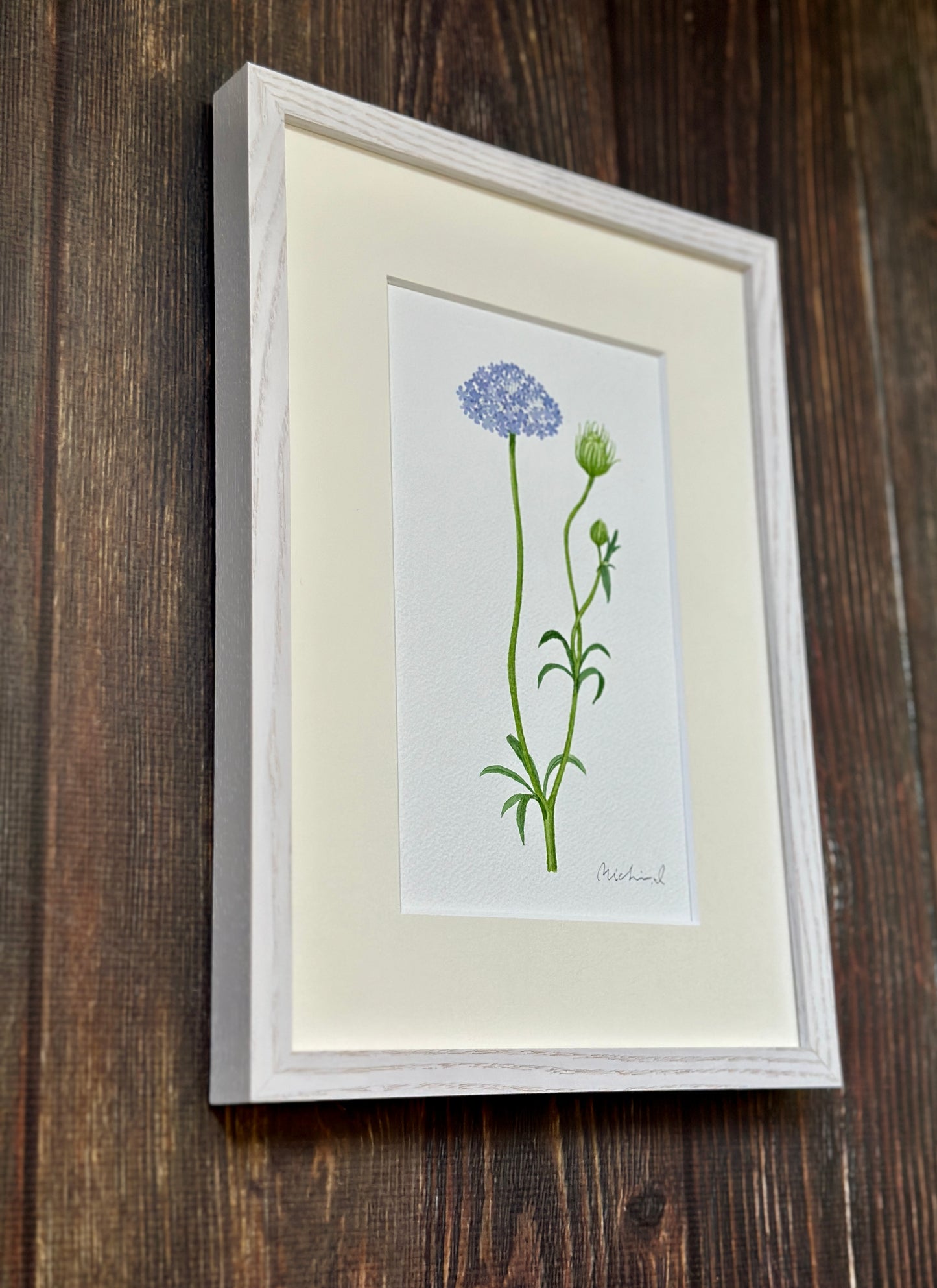 Bluelace flower 01