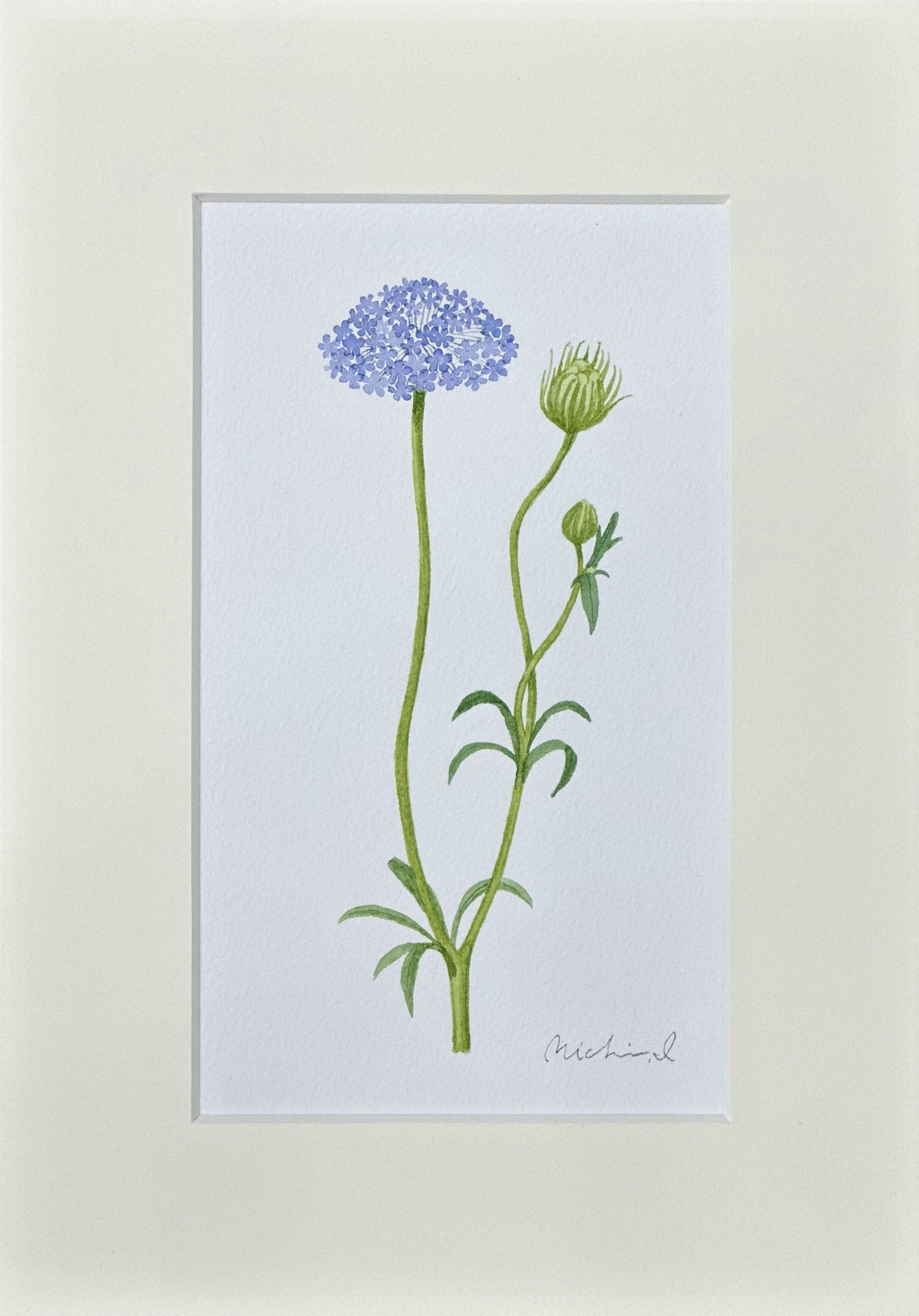 Bluelace flower 01