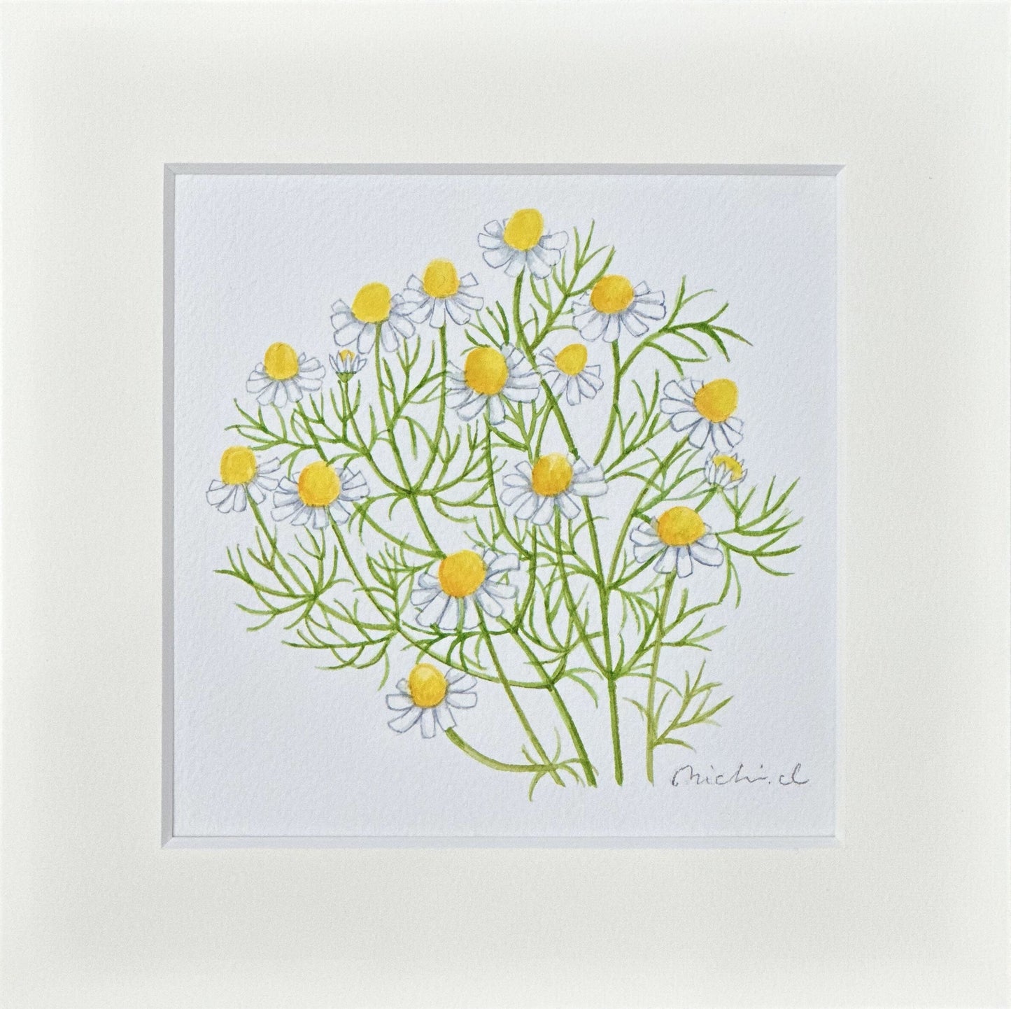 Chamomile 01