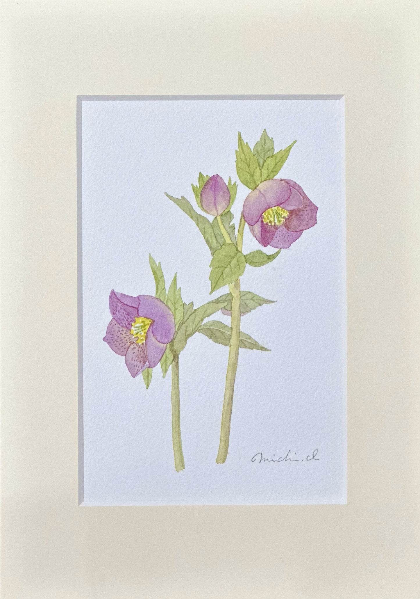 Christmas rose 01
