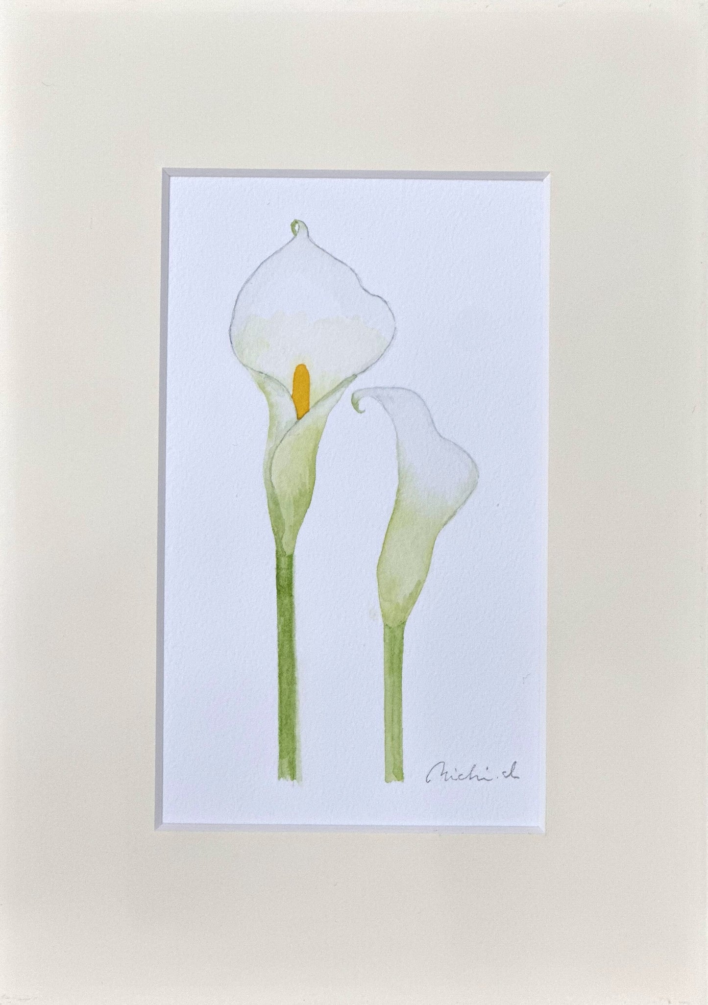 Calla lily 01