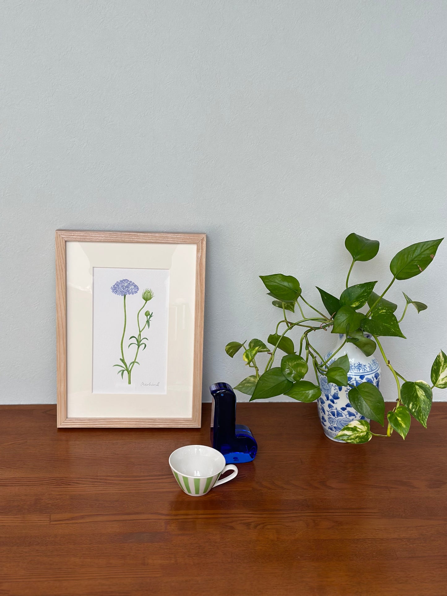 Bluelace flower 01