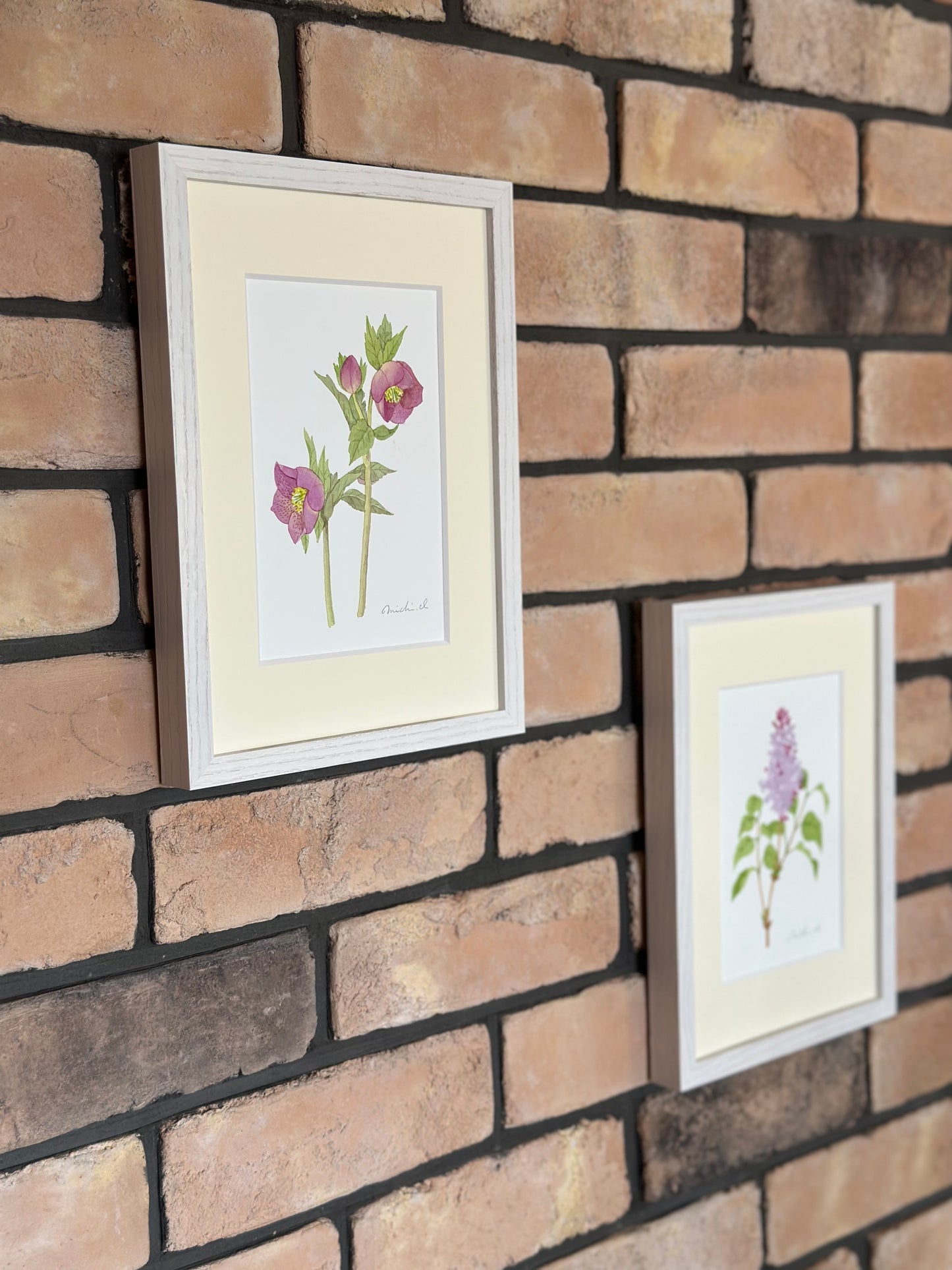 Christmas rose 01