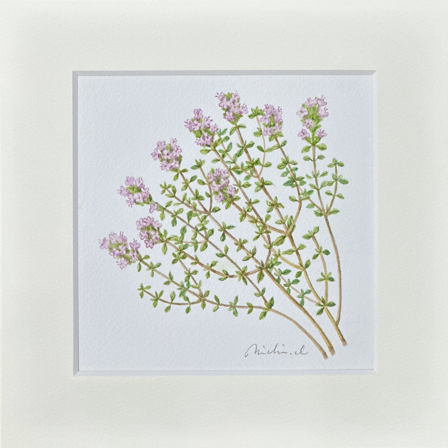 Thyme 01