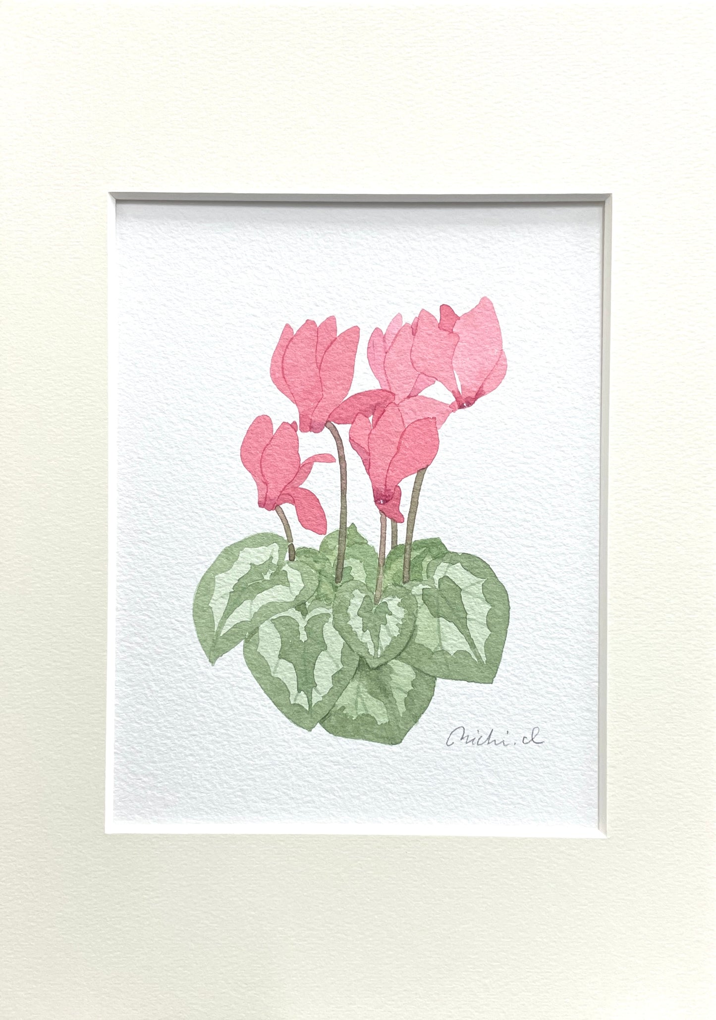 Cyclamen 01