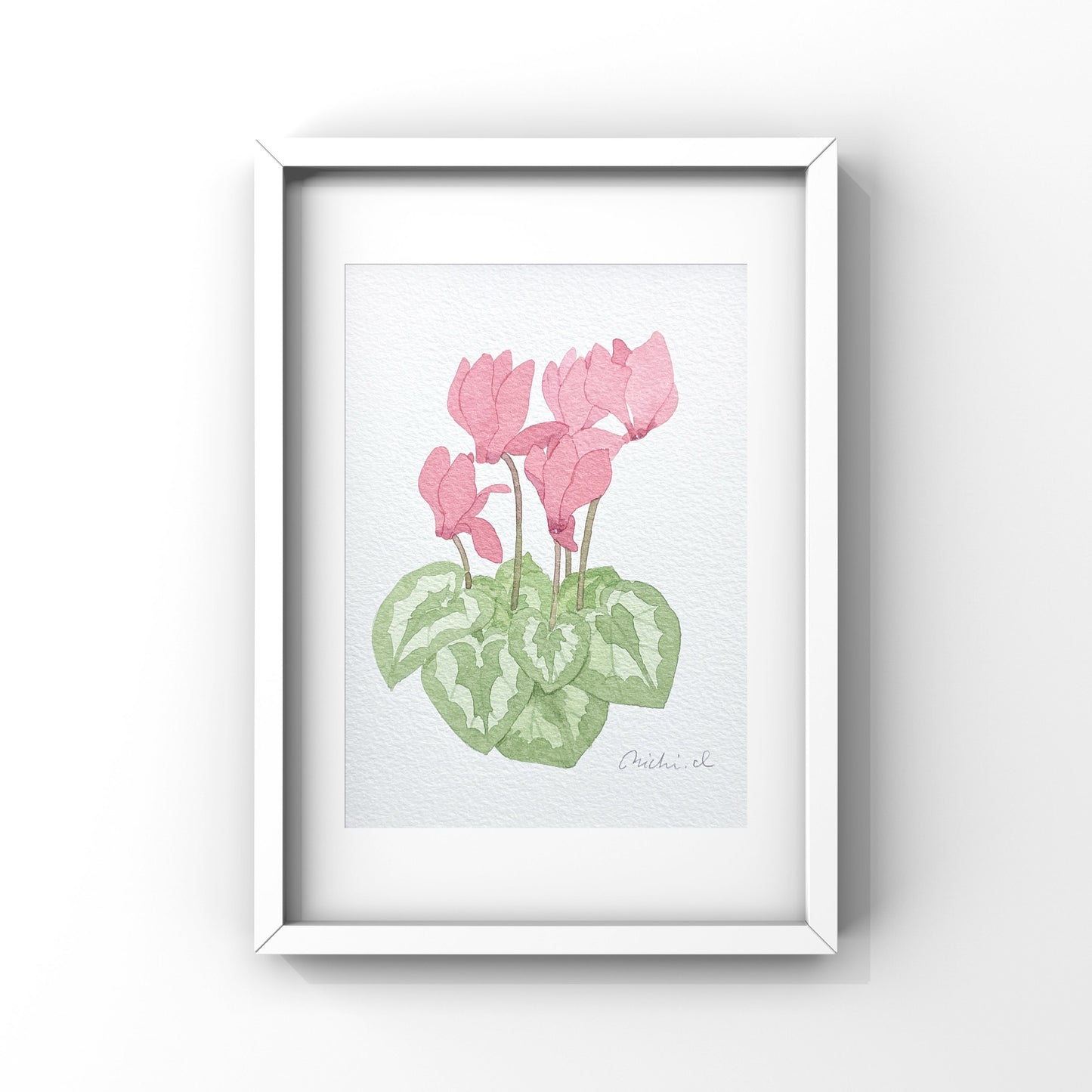 Cyclamen 01