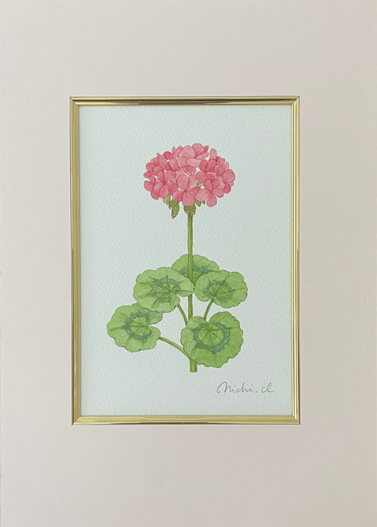 Geranium 01