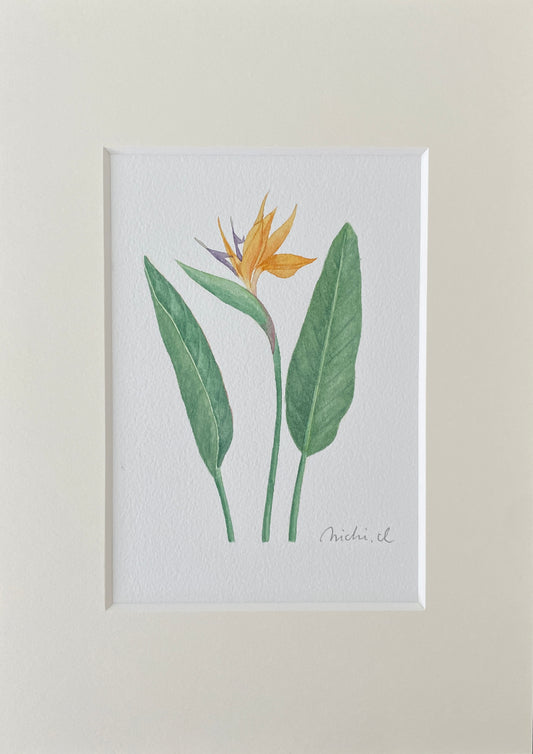 Strelitzia 01