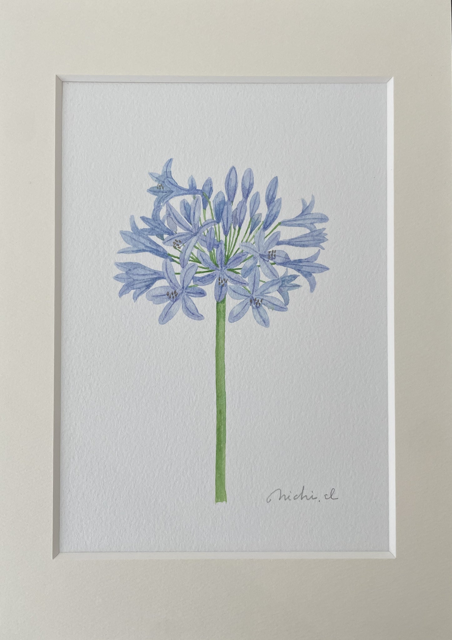 Agapanthus 01