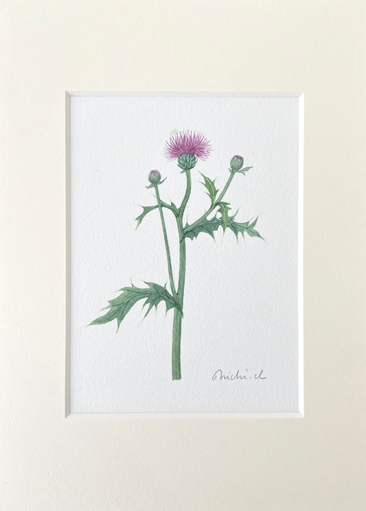 Cirsium texanum 01