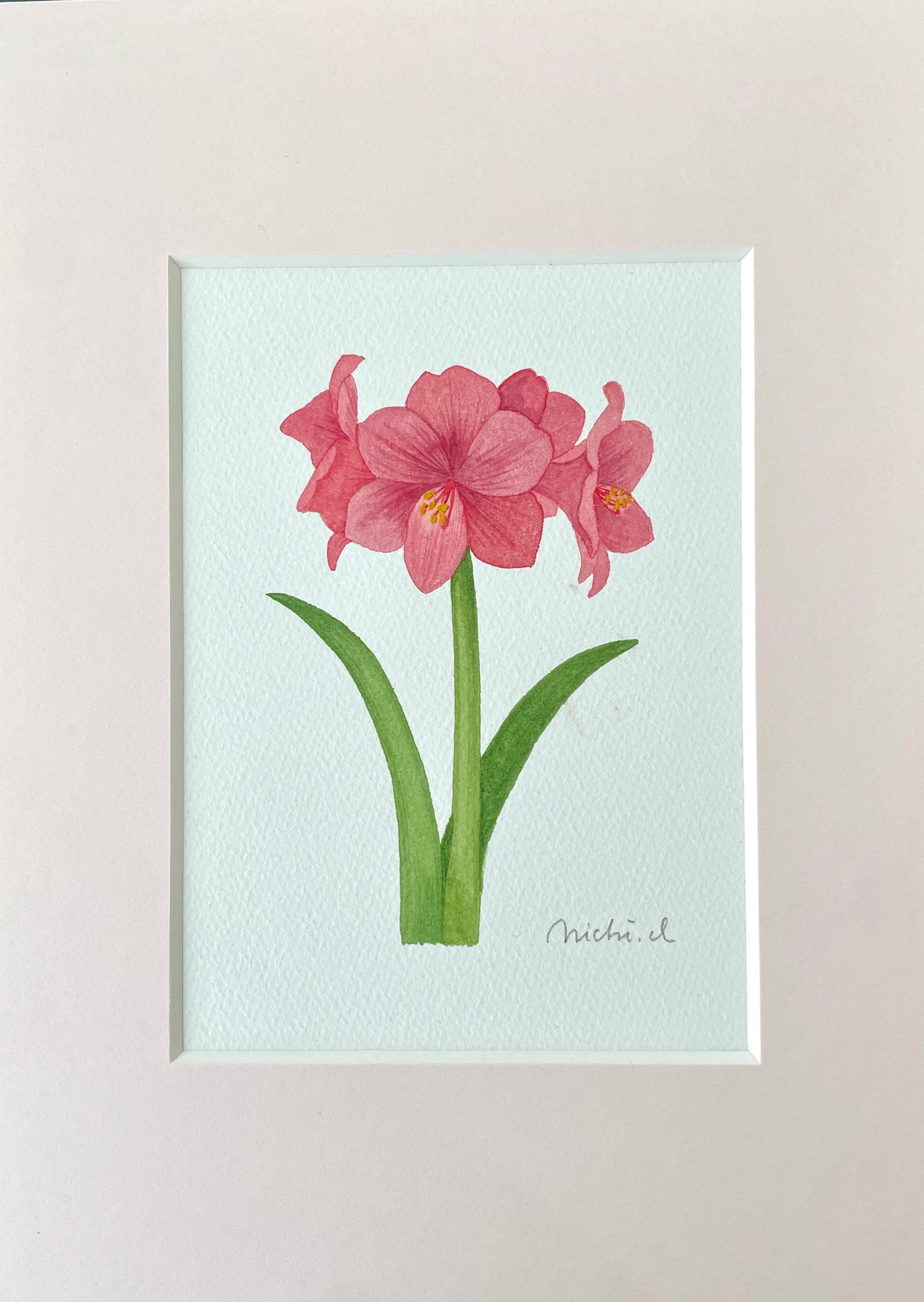 Amaryllis 01