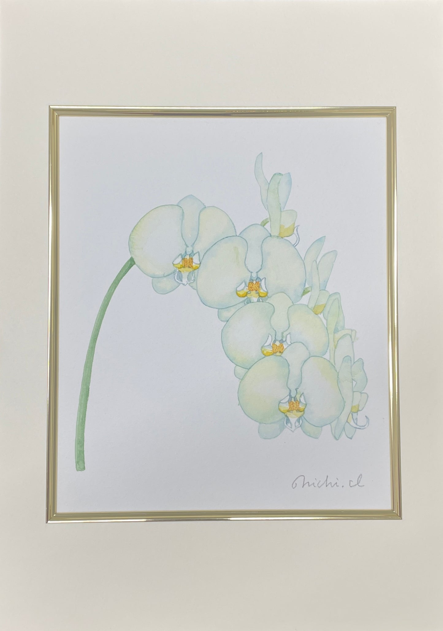 Moth orchid 01